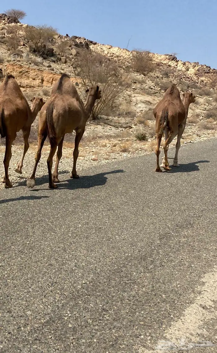 ابل مداني ناقه وبناتها سواحل 12