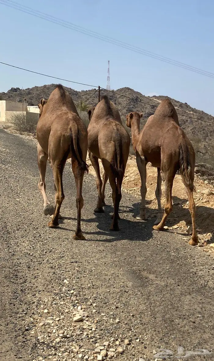 ابل مداني ناقه وبناتها سواحل 13
