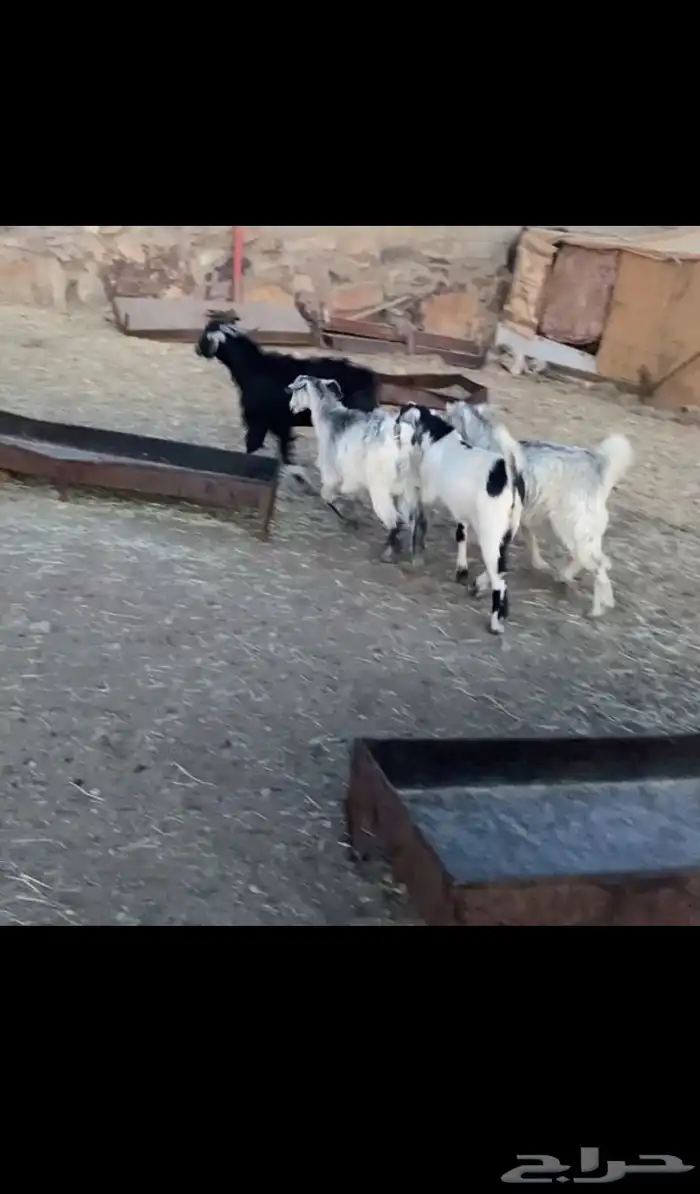 تيوس جبره كفو 0