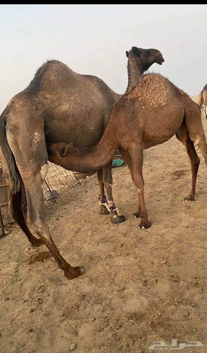 حاشي بري لباني على حليب أمه 0