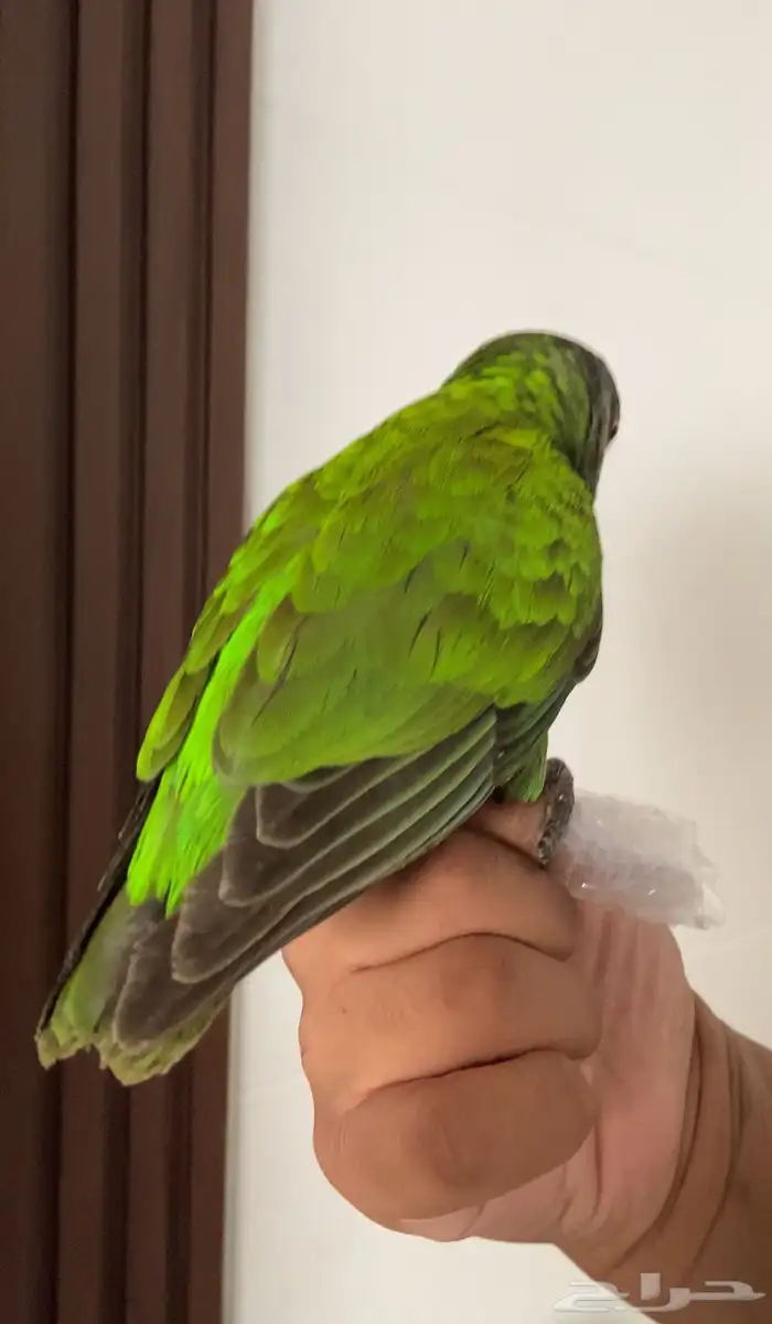 ببغاء سنغالي يويو 1