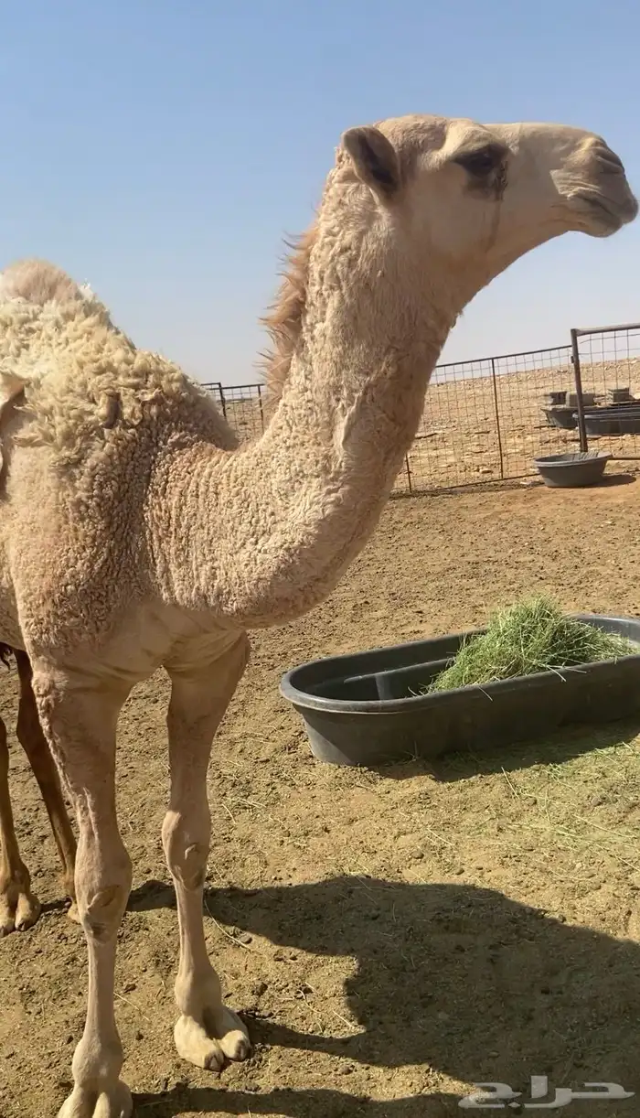 عشرا شقحا منتج 3