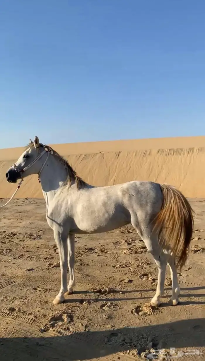 مهره جزيرية 0