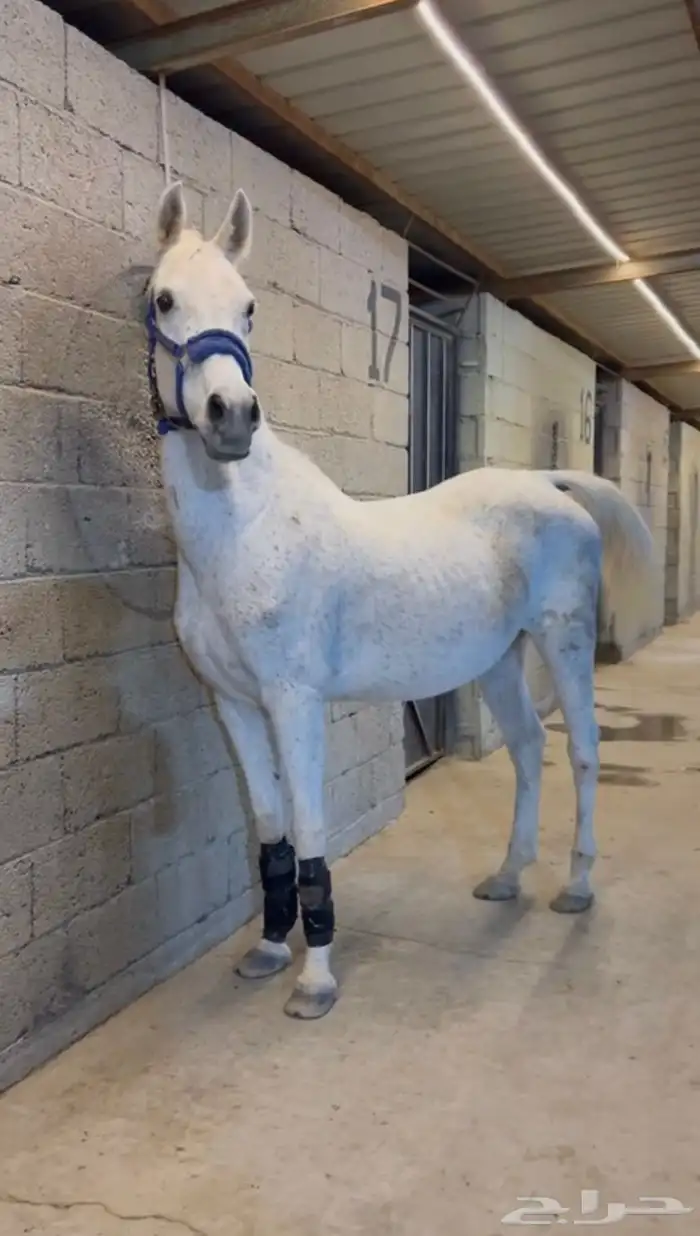 فرس شعبيه كفوو 0