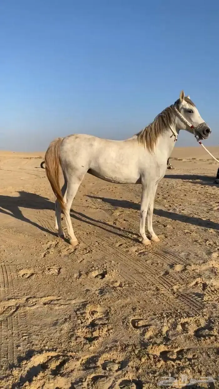 مهره جزيرية 1