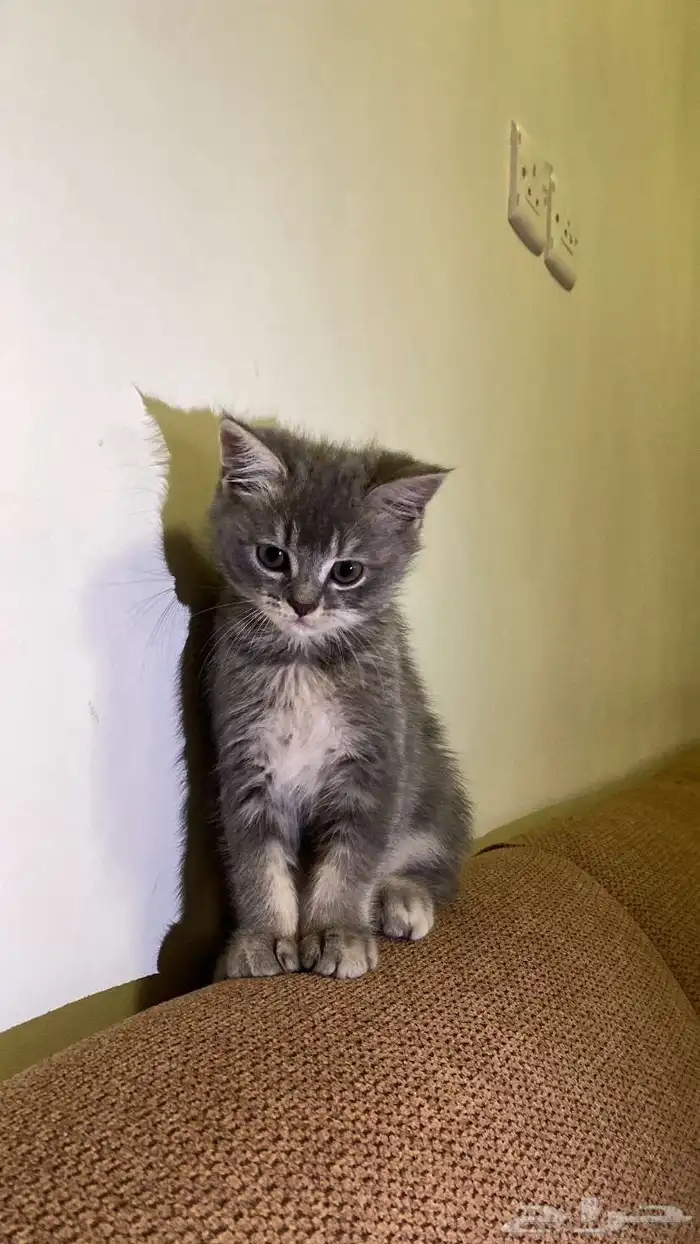 قط يحتاج علاج 0