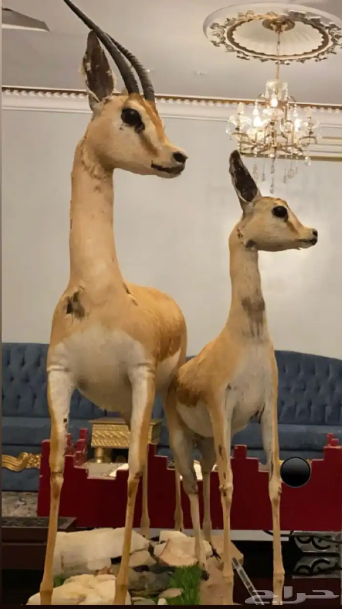 غزال حقيقي محنط للبيع 0