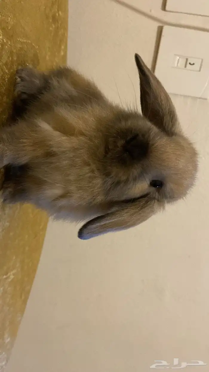 ارنوب هولند لوب اليف 0