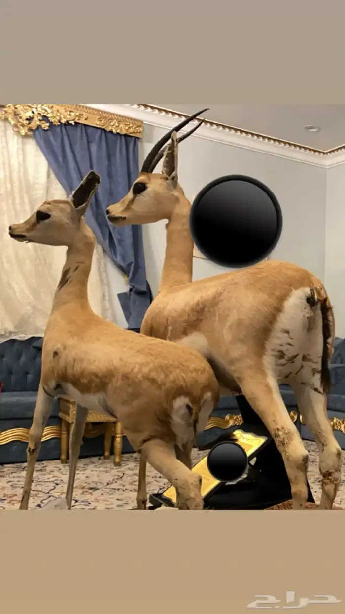 غزال حقيقي محنط للبيع 2