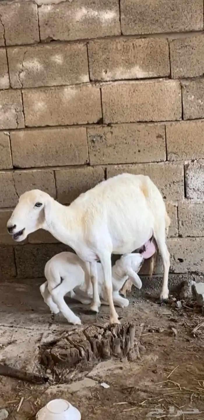 نعجه منتوجه 5