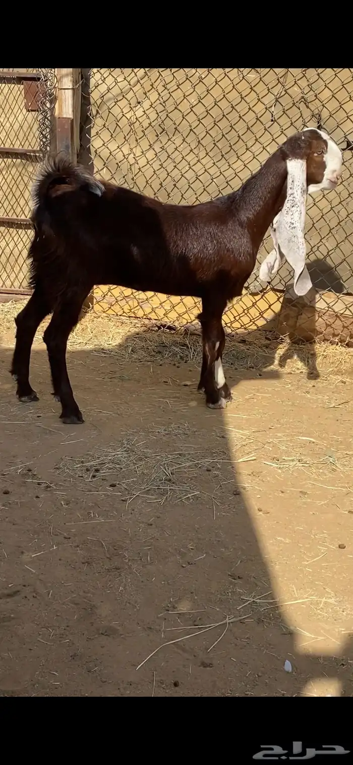 جفره مطوره خصم 1