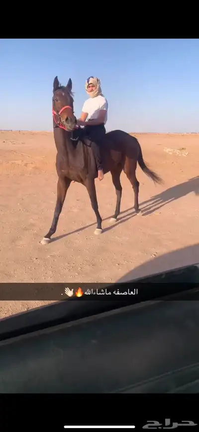 للبيع فرس انتاج ب اوراق السلامه سليمه شرط 0