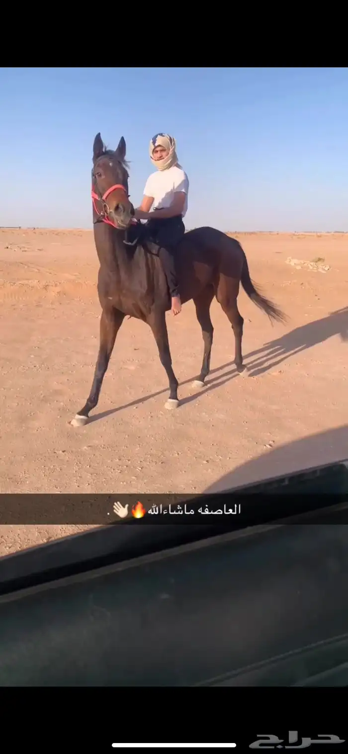 للبيع فرس انتاج ب اوراق السلامه سليمه شرط 0