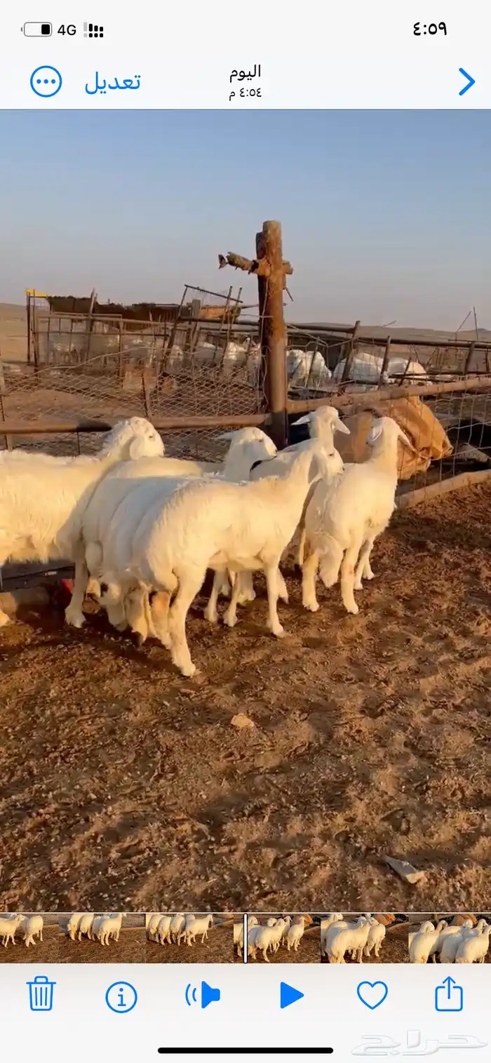غنم مقاني 2
