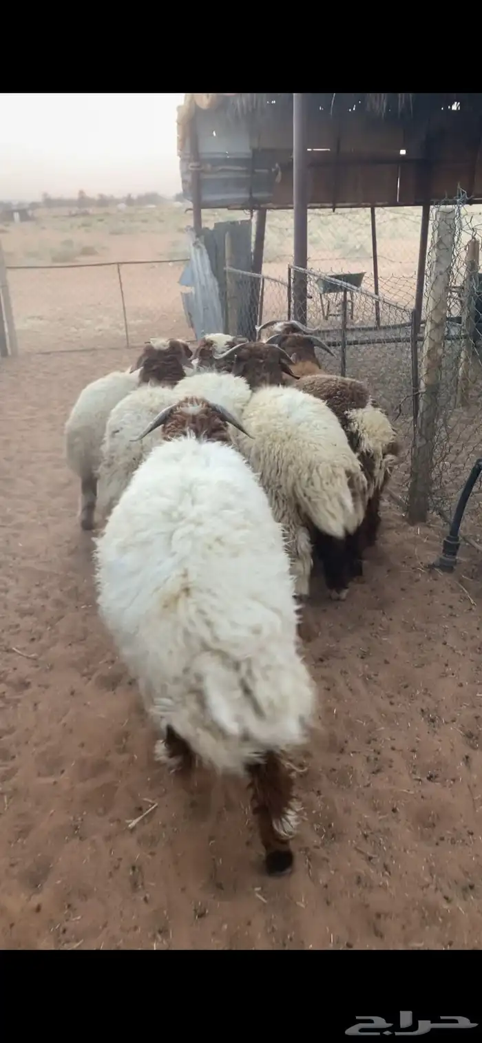 خرفان نعيم بلدي 0