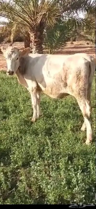 المزاحميه الغطغط index