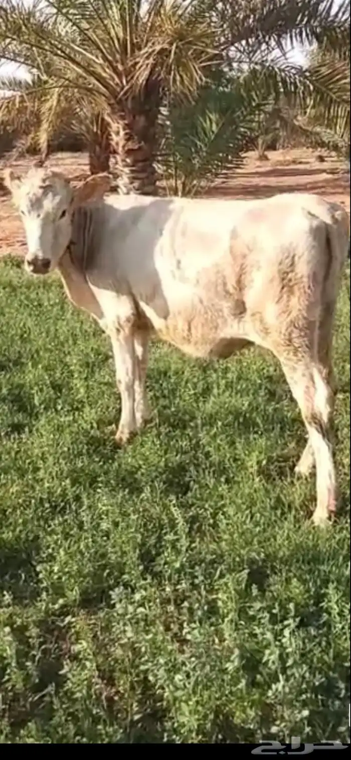 المزاحميه الغطغط 1