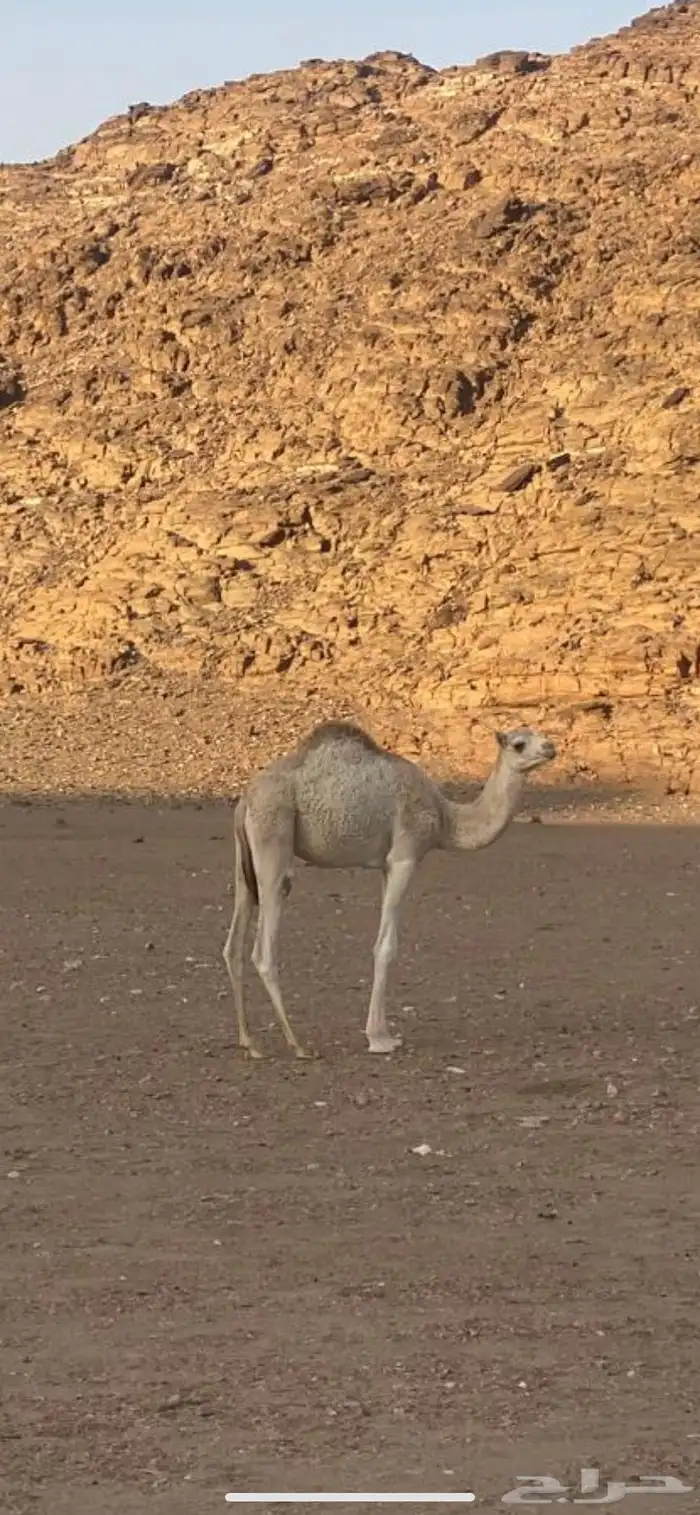 للبيع قعود جزر 0