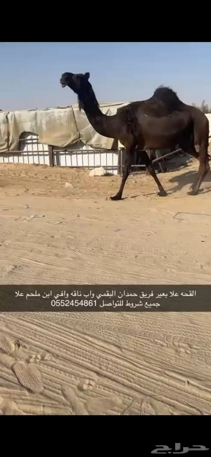 القحه 0
