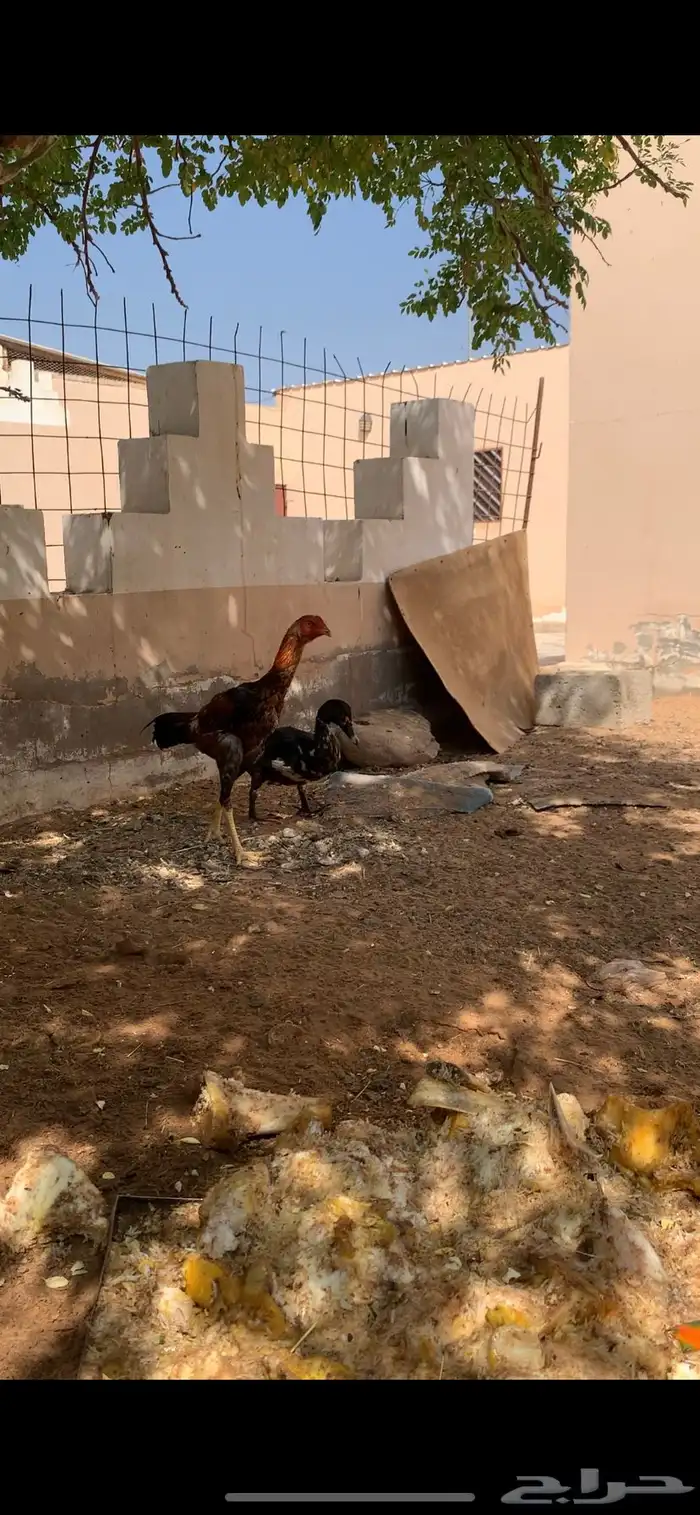 دجاجه باكستاني و ديك باكستاني 6