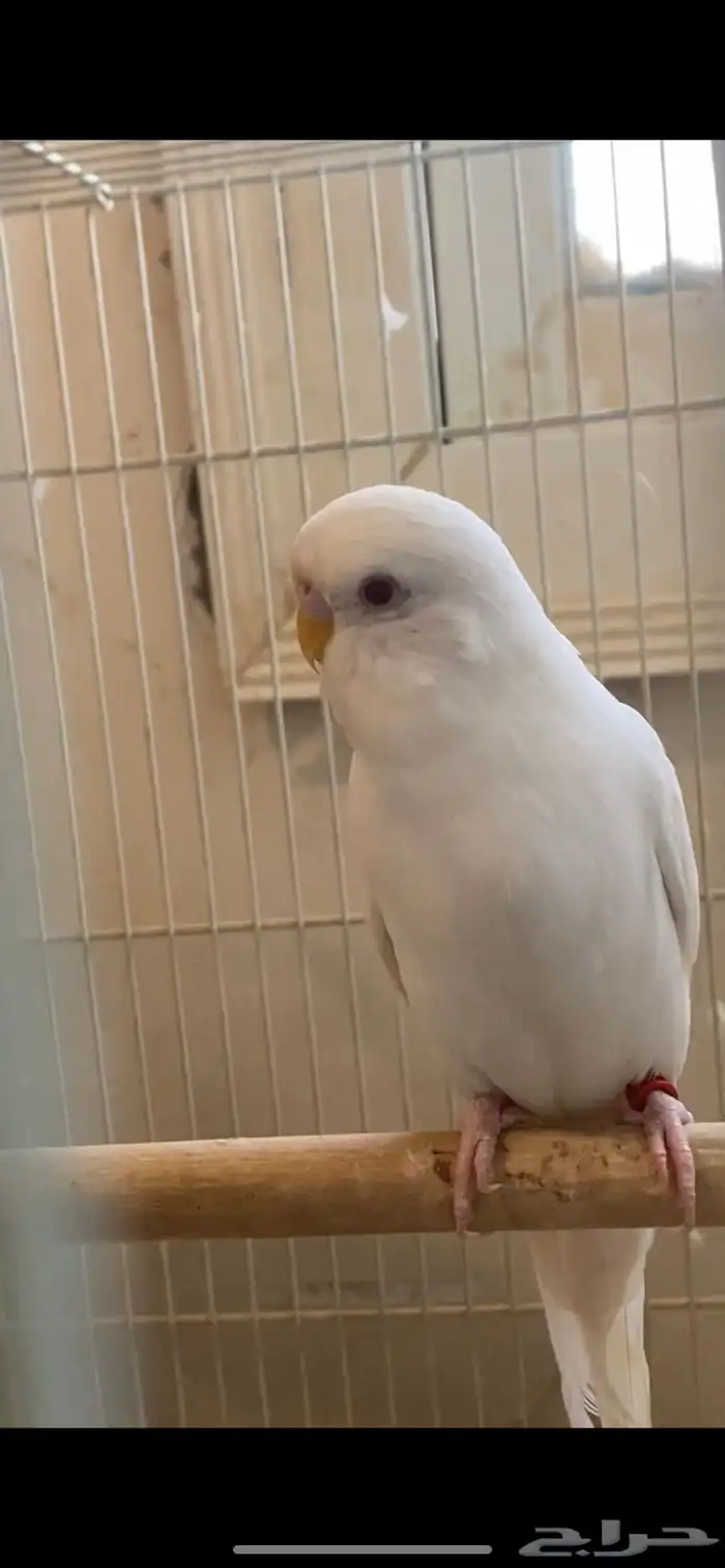 ذكرين بادجي البينو 2