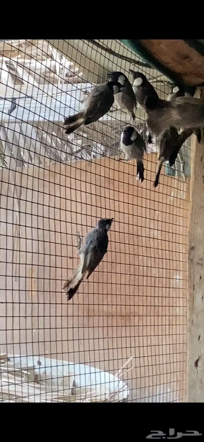 بلابيل صيد 0