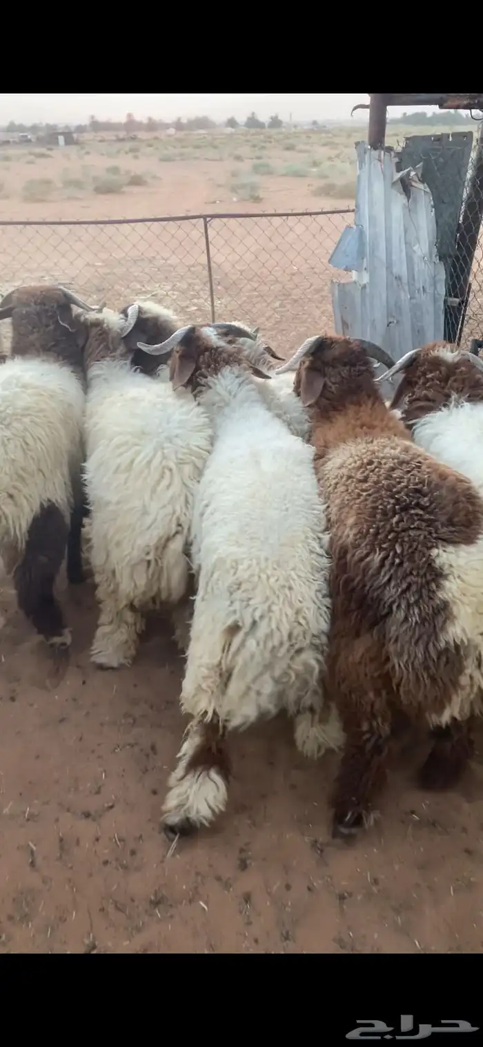 خرفان نعيم بلدي 4