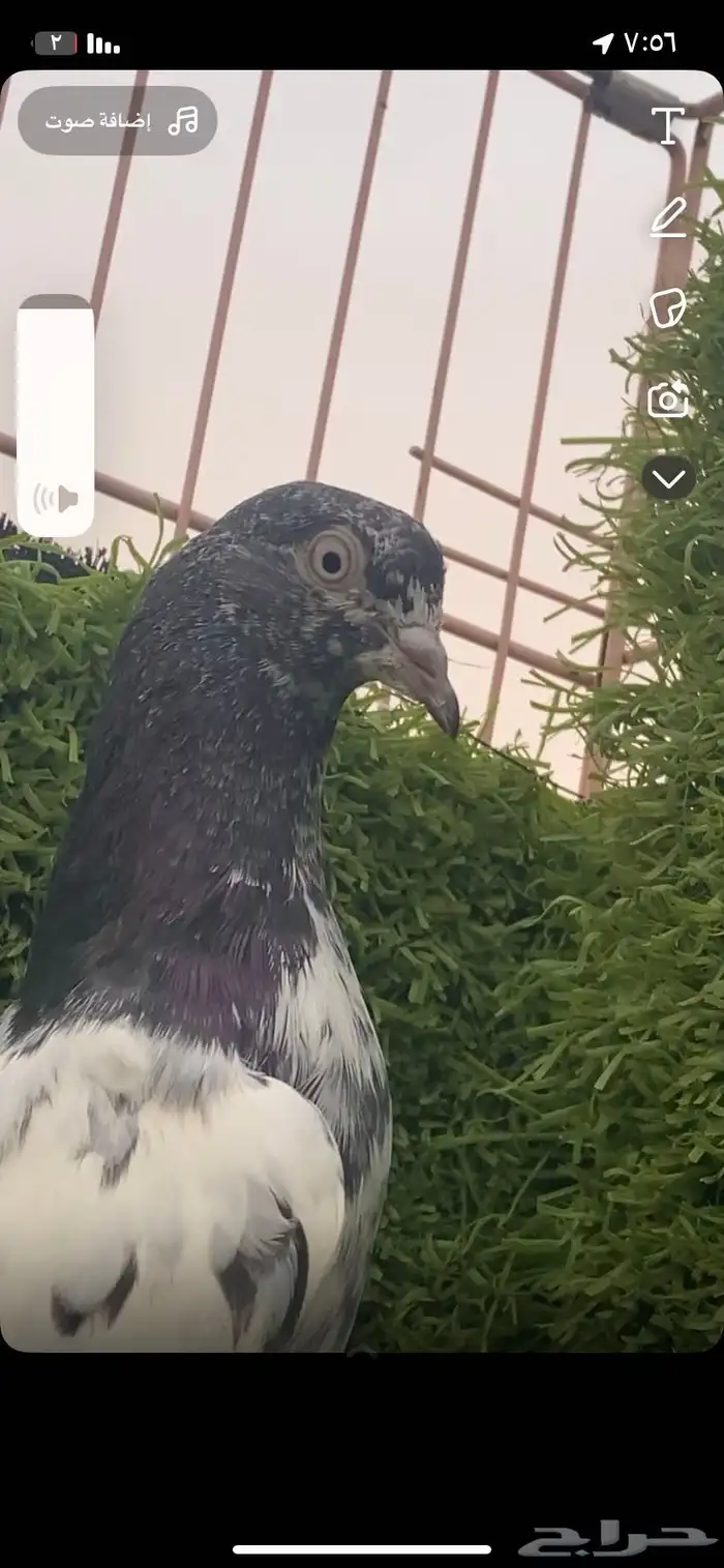 حمام للبيع 9