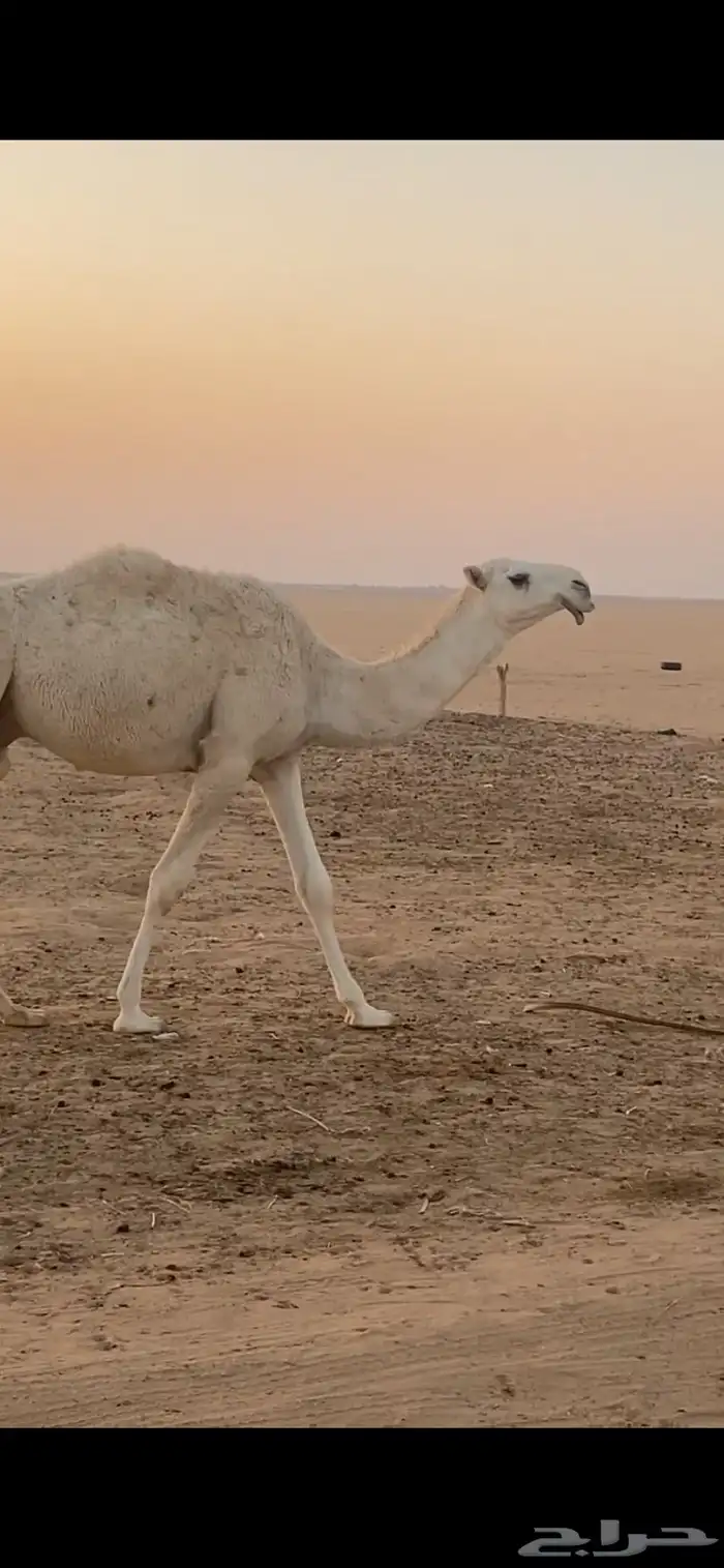 للبيع قعود فردي رماني 0