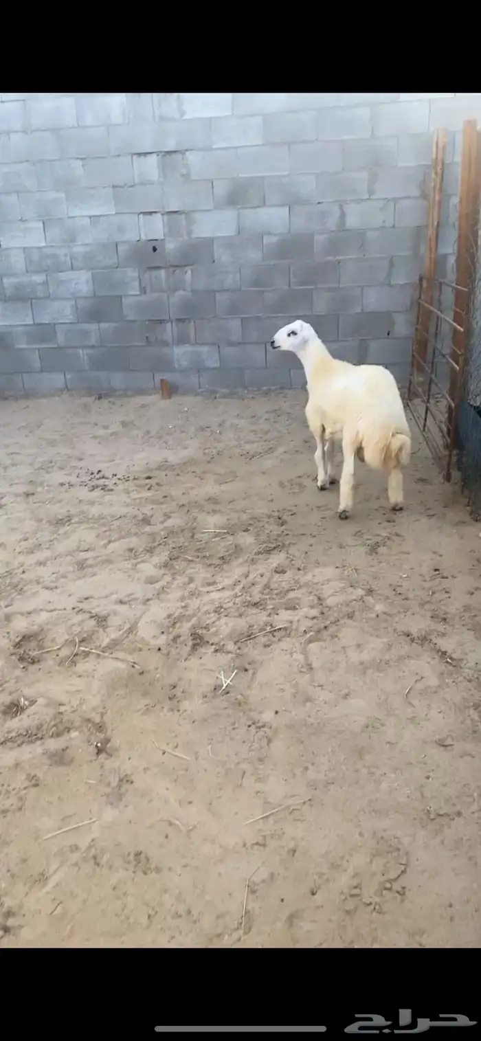 خروف سته اشهور يزيد ينقص فل الفل ظهر وجنب وطرف 6