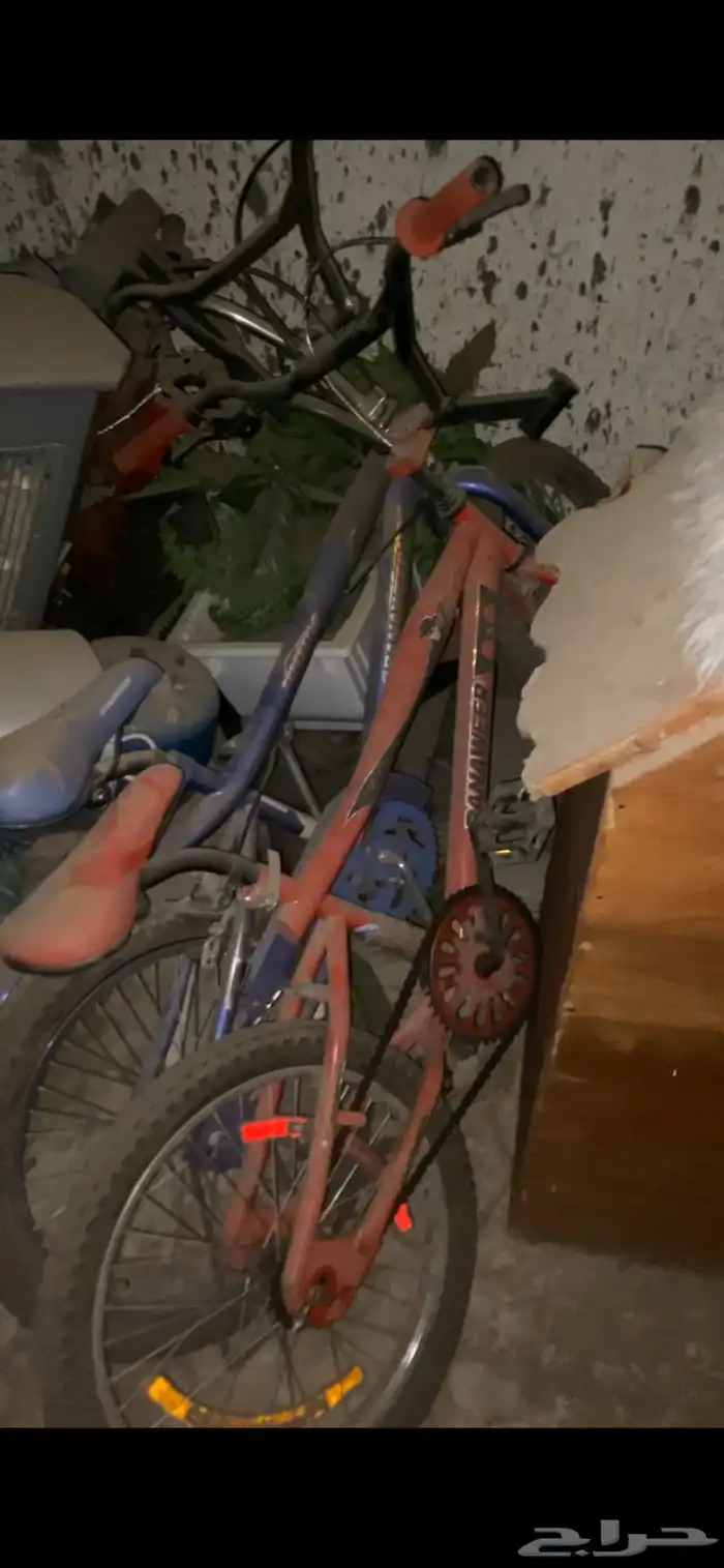 كوبرا مخزنه ((الحمرا)) 0