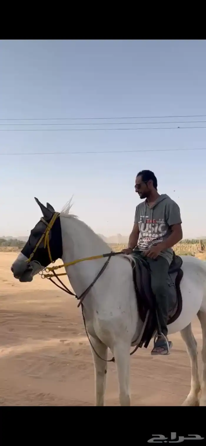 فرس شعبيه من فواخر الشعبيات 0