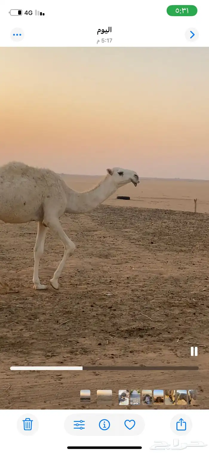 للبيع قعود فردي رماني 1