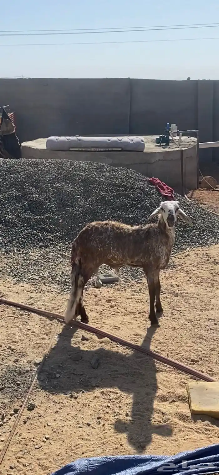 طلي سواكني 1