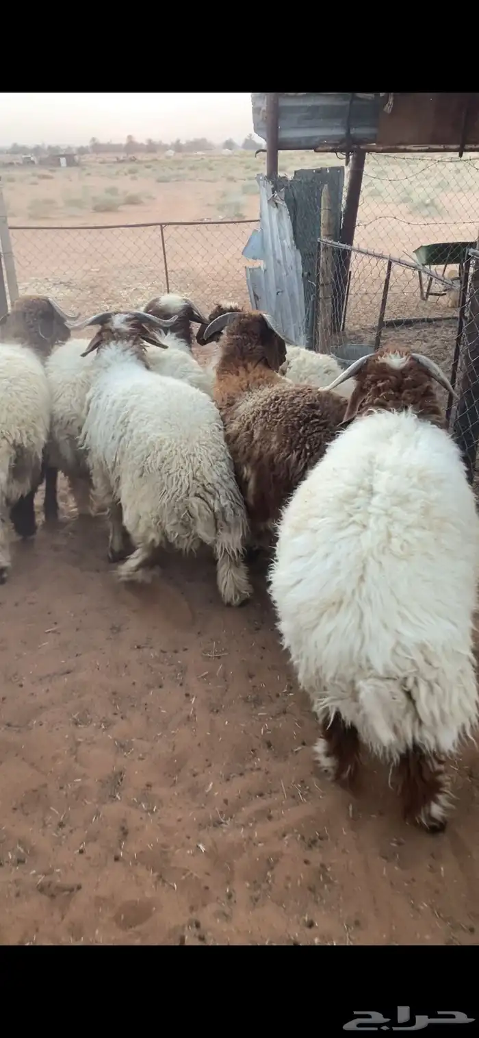 خرفان نعيم بلدي 5