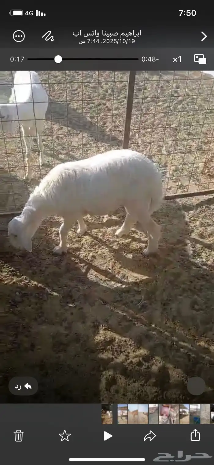 طلي للبيع نظيف 2