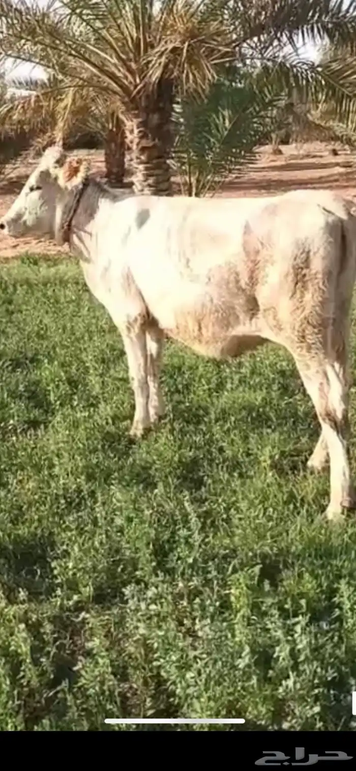 المزاحميه الغطغط 0