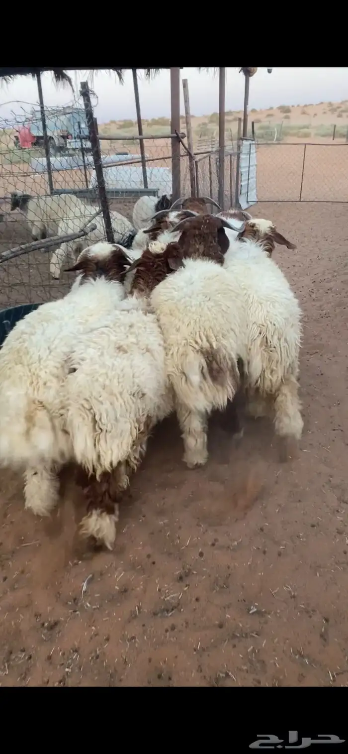 خرفان نعيم بلدي 2