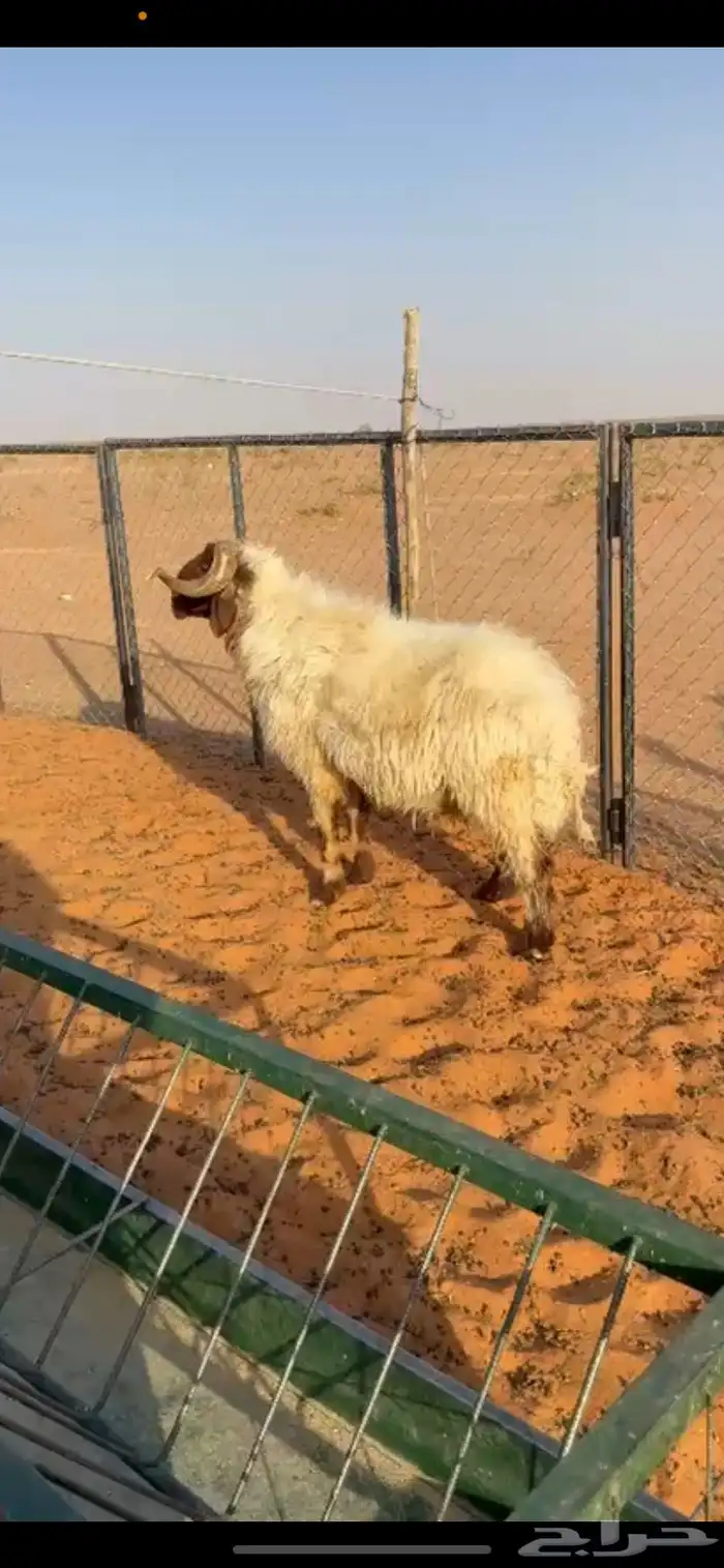 خروف فحل نعيمي 0