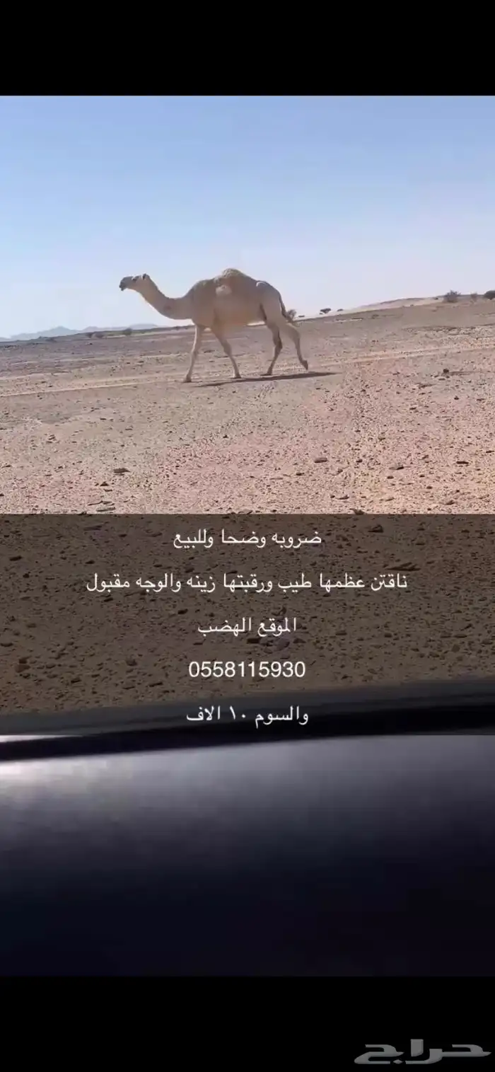 ضروبه وضحا 0