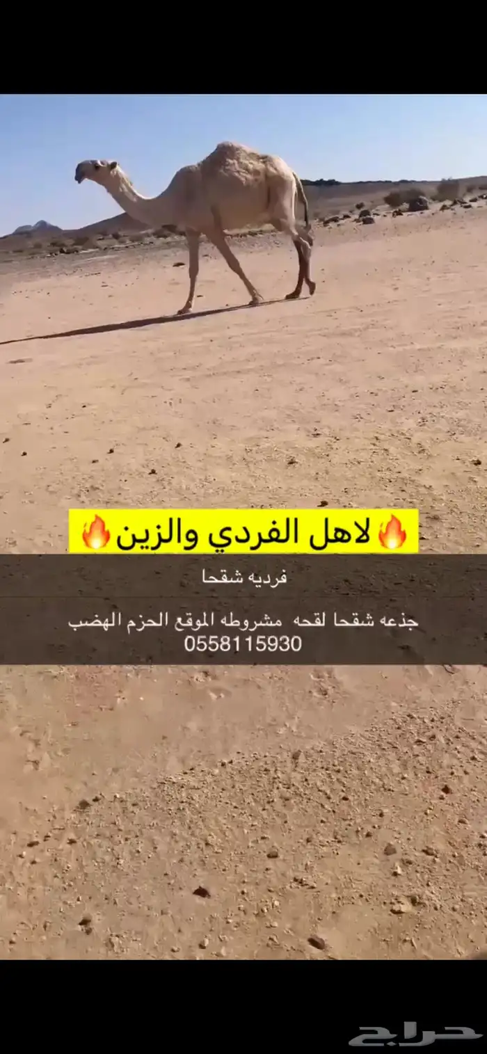 فرديه شقحا 0