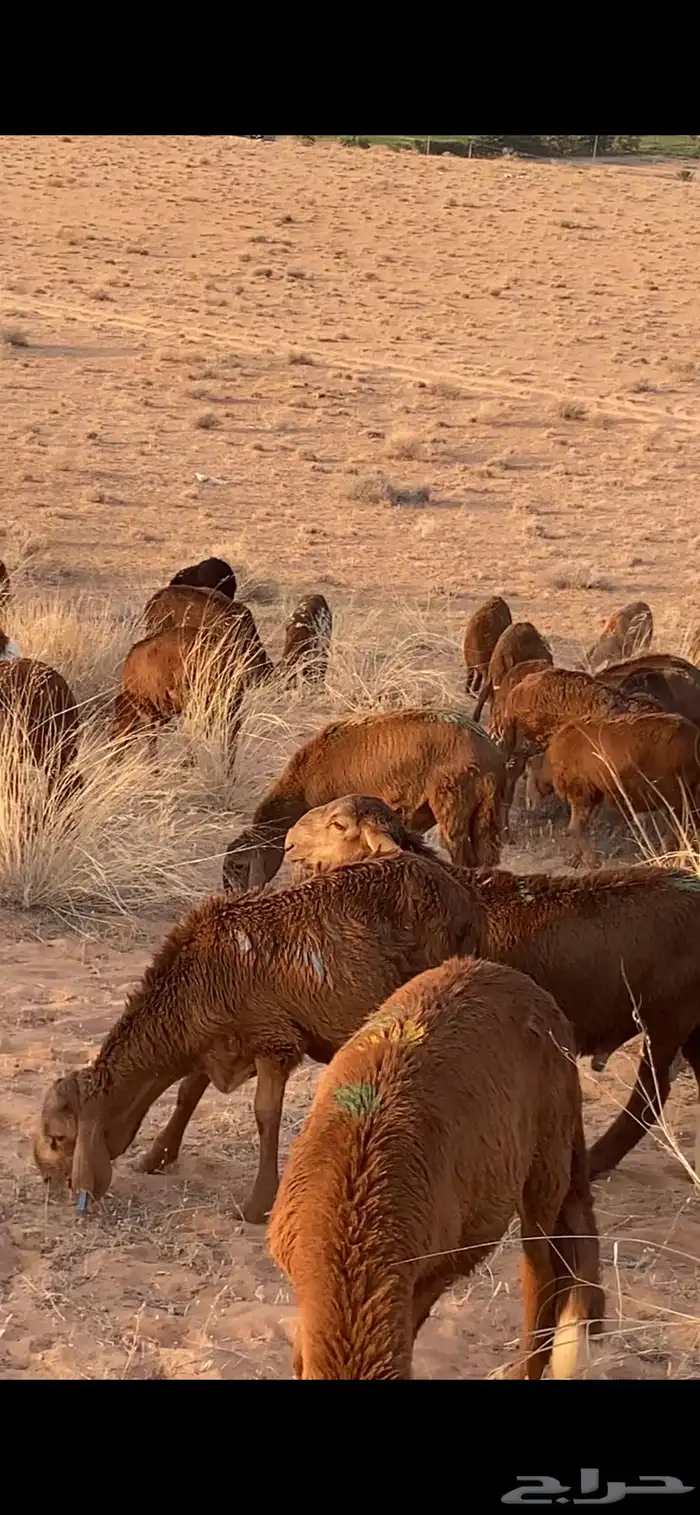 للبيع غنم سواكن مرابي محصنه جميع التحصينات تفريد وجمله 0