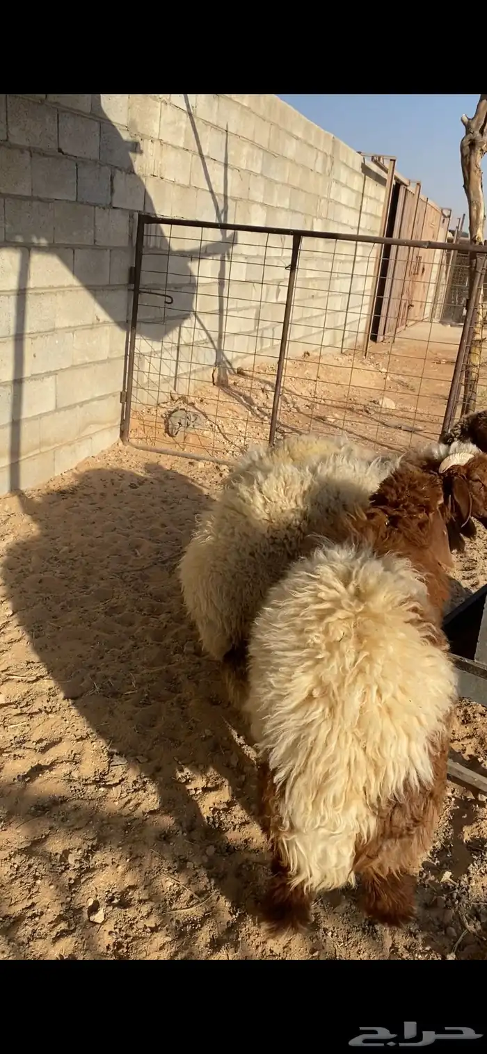 ذبايح نعيم 0