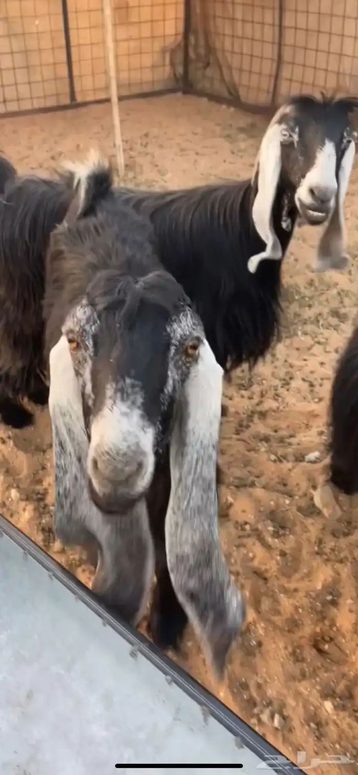 معزا عوارض 1