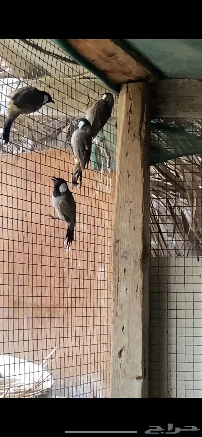 بلابيل صيد 1