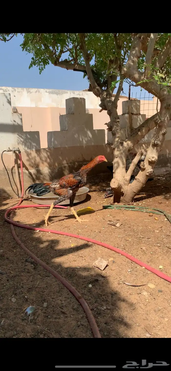 دجاجه باكستاني و ديك باكستاني 5