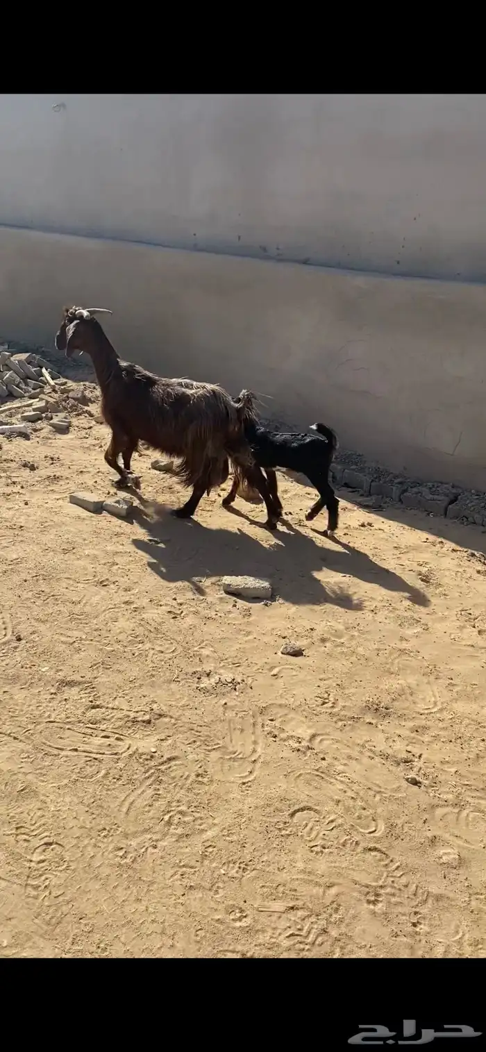 عنز معه تيس مندي طيب 1