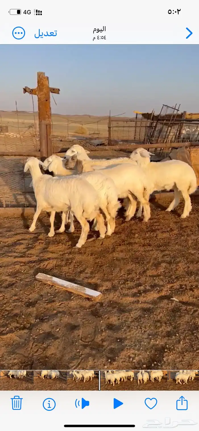 غنم مقاني 7