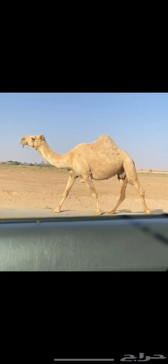 القحه الشقحا الكفو 2
