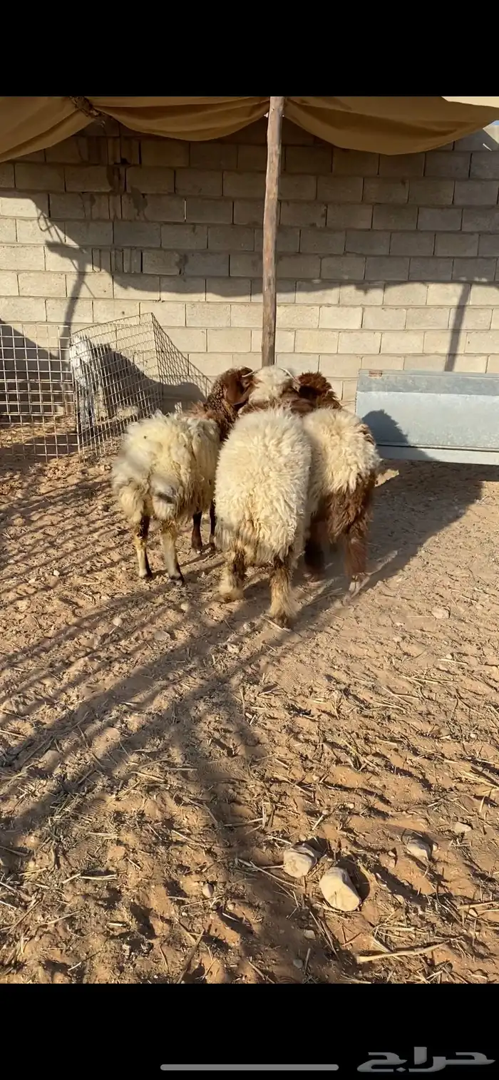 ذبايح نعيم 2